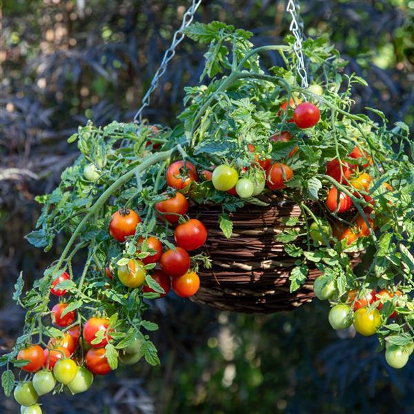 Tomato Other Cherry Blast - Container