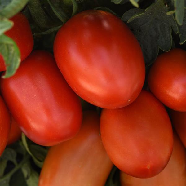 Tomato Bellatrix - Bloom