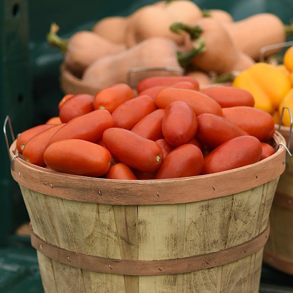 Tomato Other Bellatrix - Container
