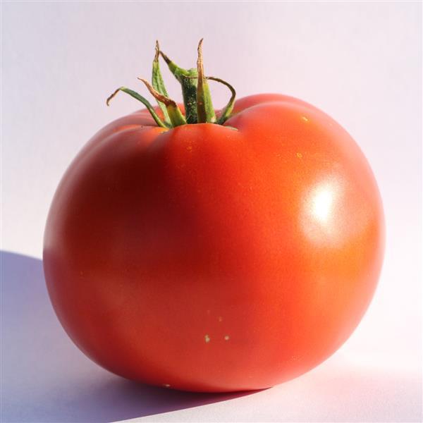 Tomato Big Beef Plus - Bloom