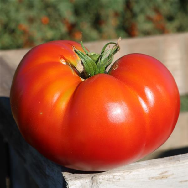 Tomato Better Boy Plus - Bloom