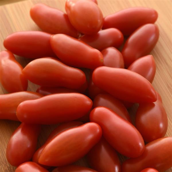 Tomato Ruby Dipper - Bloom