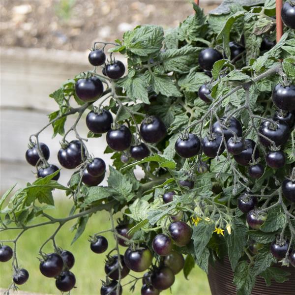 Tomato Other Akoya - Bloom
