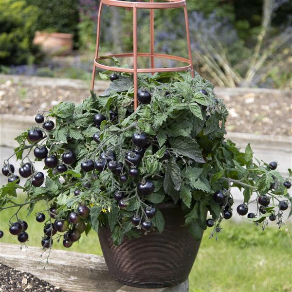 Tomato Other Akoya - Container