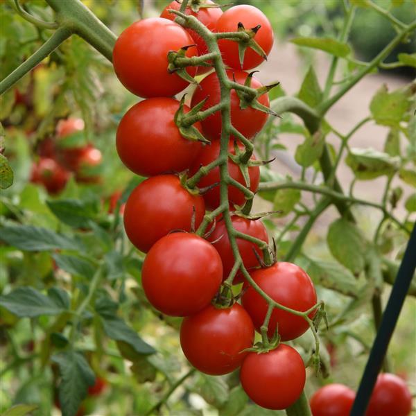 Tomato Sweet 150 - Bloom