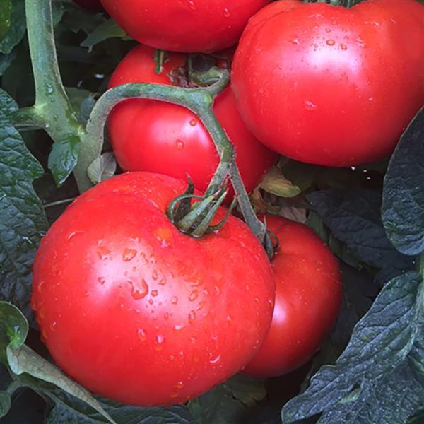 Tomato Jolene - Bloom