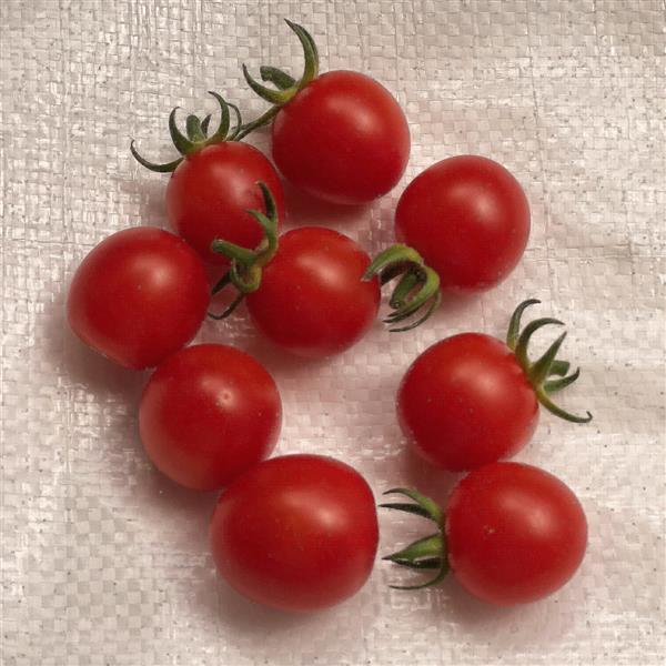 Tomato Summerburst - Bloom