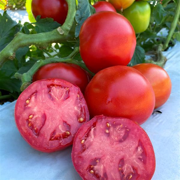 Tomato Rubee Dawn - Bloom