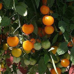 Tomato Tumbling Tom Yellow - Bloom