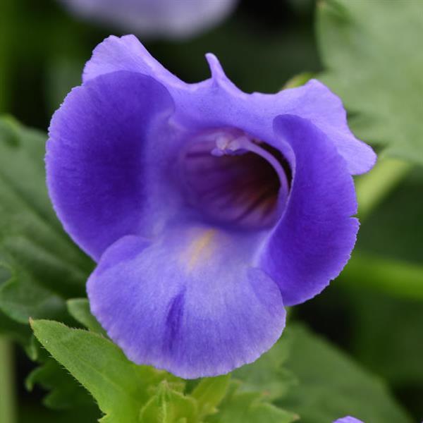 PLANT NAME Bloom