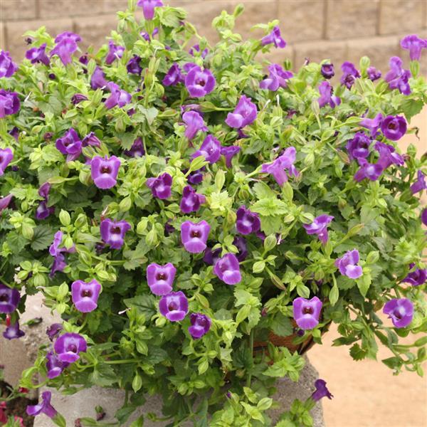 PLANT NAME Container