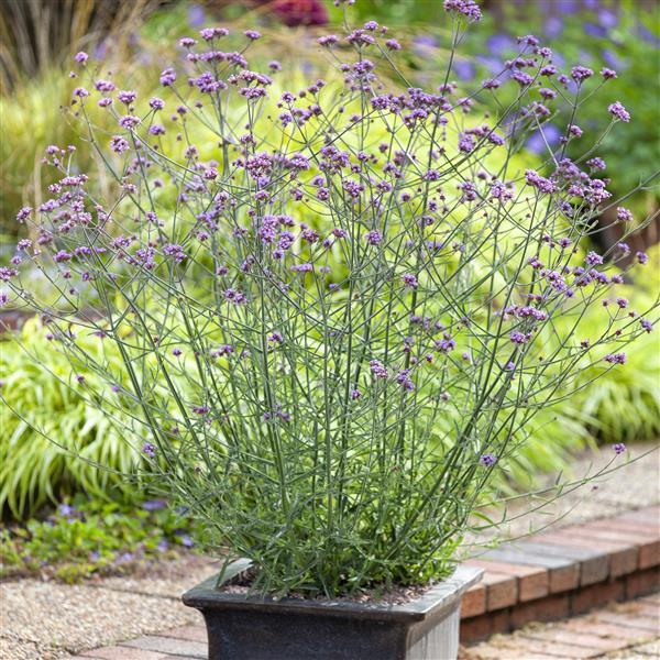 PLANT NAME Container
