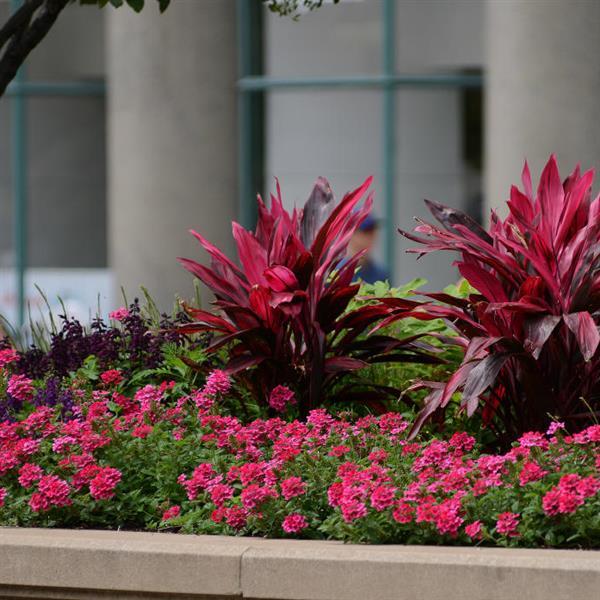 PLANT NAME Commercial Landscape 1