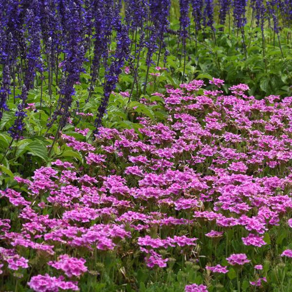 PLANT NAME Commercial Landscape 1