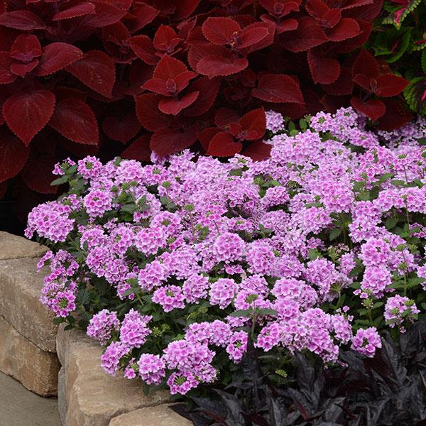 PLANT NAME Landscape