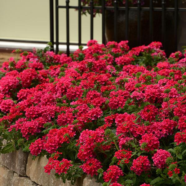 PLANT NAME Landscape