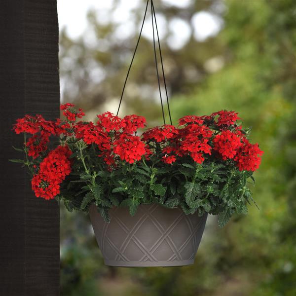 PLANT NAME Basket
