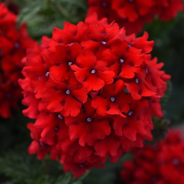 PLANT NAME Bloom