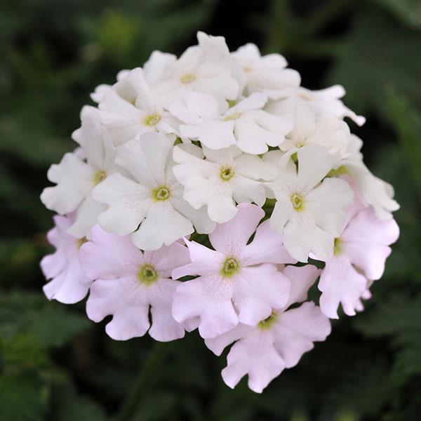 PLANT NAME Bloom