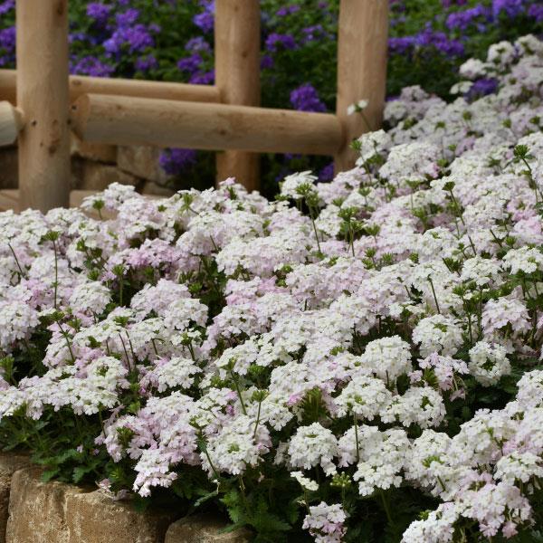 PLANT NAME Landscape