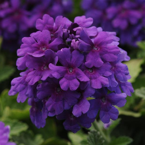 PLANT NAME Bloom