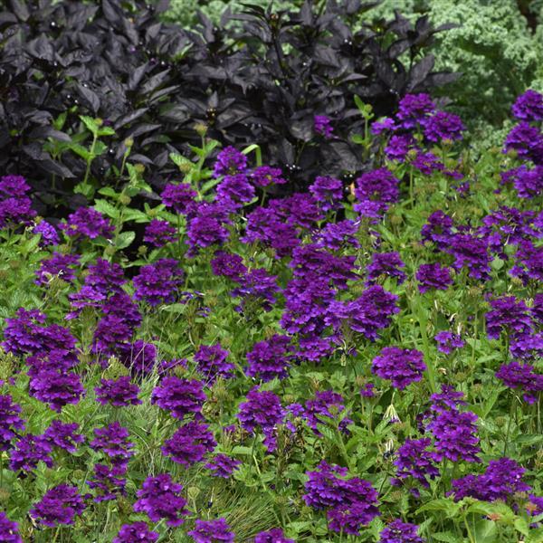 PLANT NAME Landscape