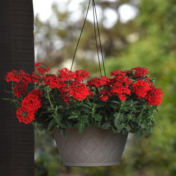 PLANT NAME Basket