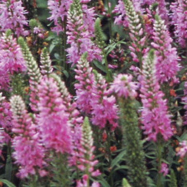 PLANT NAME Bloom