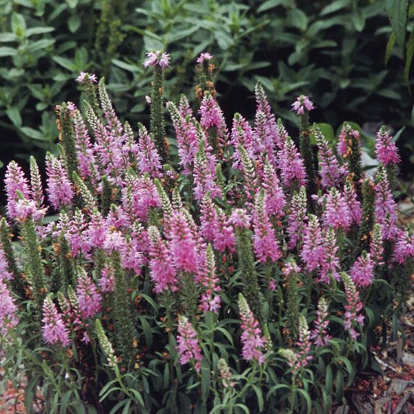 PLANT NAME Landscape
