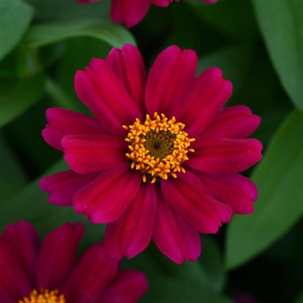 Zinnia Zahara Cherry - Bloom