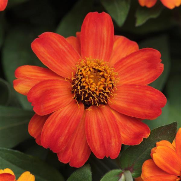 Zinnia Zahara® Fire - Bloom