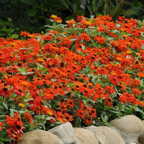 Zinnia Zahara Fire - Landscape