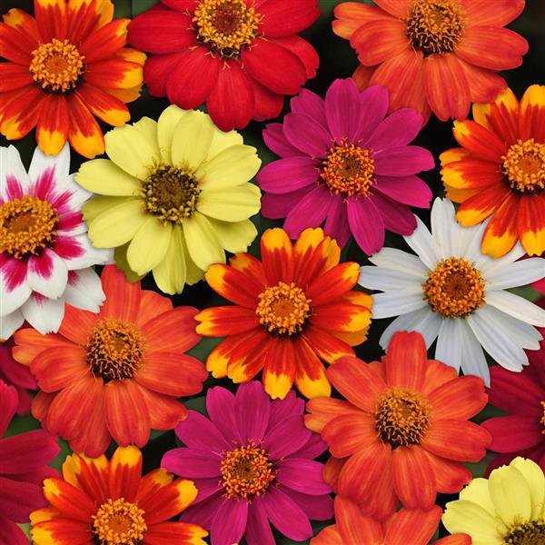Zinnia Zahara® Mixture - Bloom