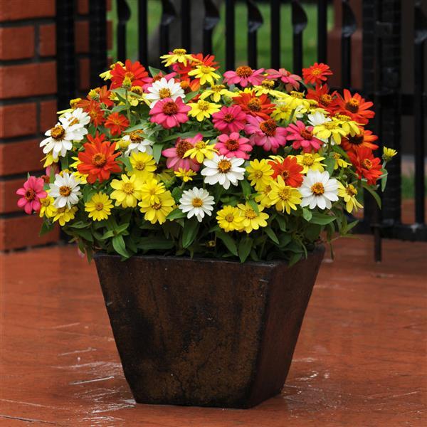 Zinnia Zahara Mixture - Container