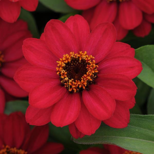 Zinnia Zahara® Raspberry - Bloom