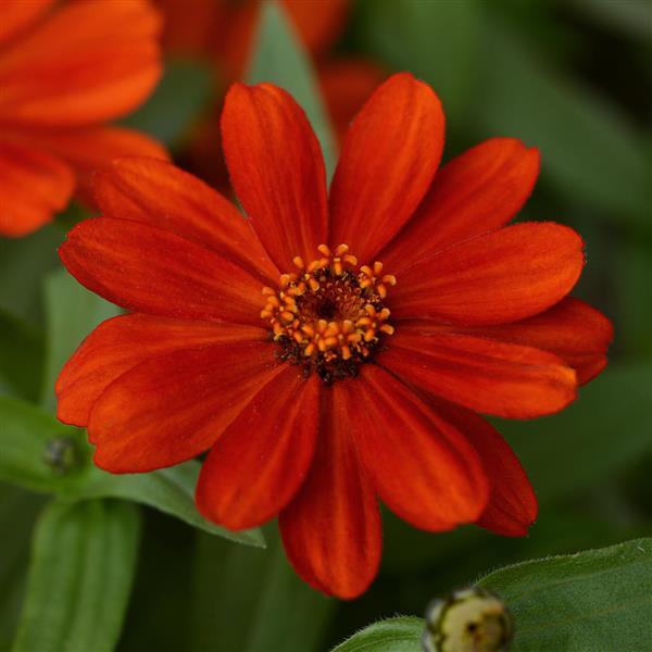 Zinnia Zahara® Red - Bloom