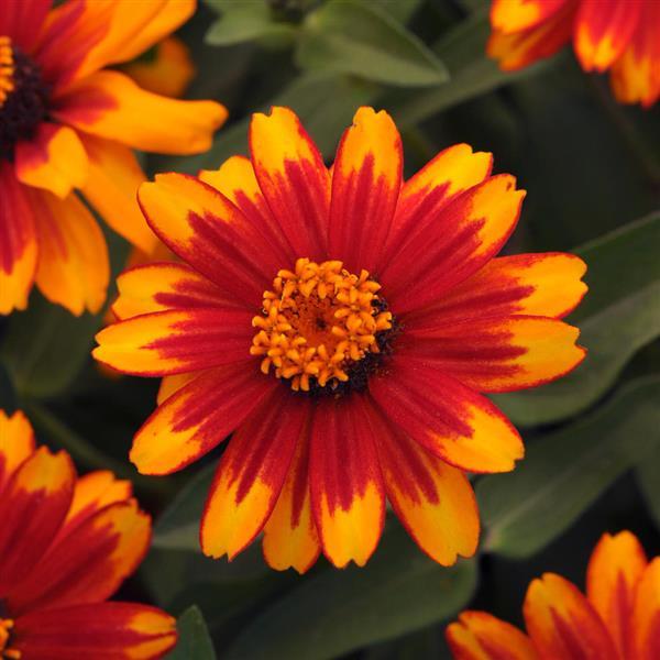 Zinnia Zahara® Sunburst - Bloom