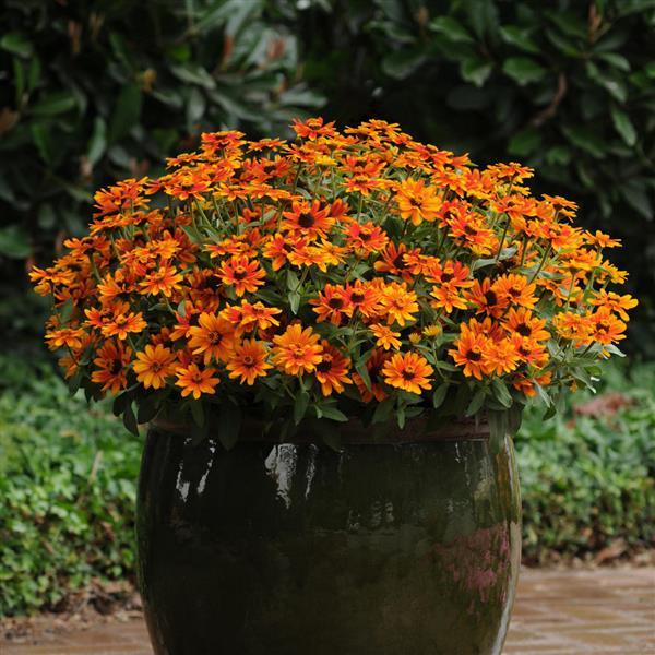 Zinnia Zahara Sunburst - Container