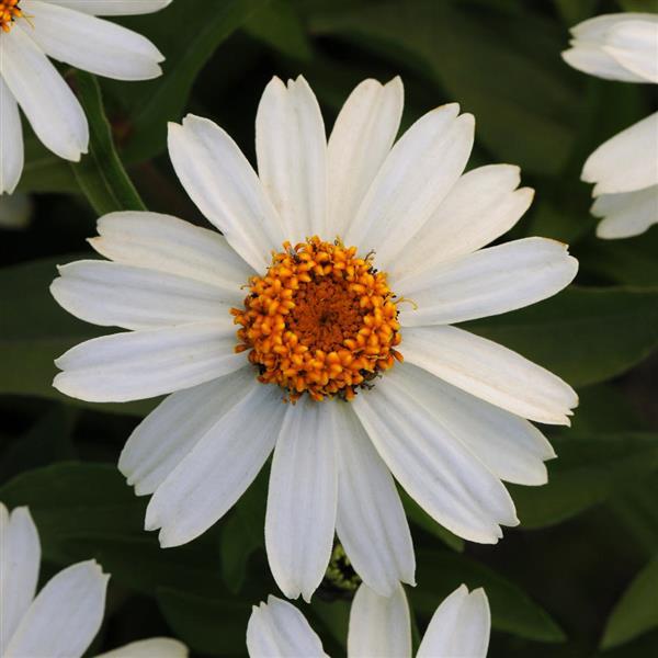 Zinnia Zahara® White - Bloom