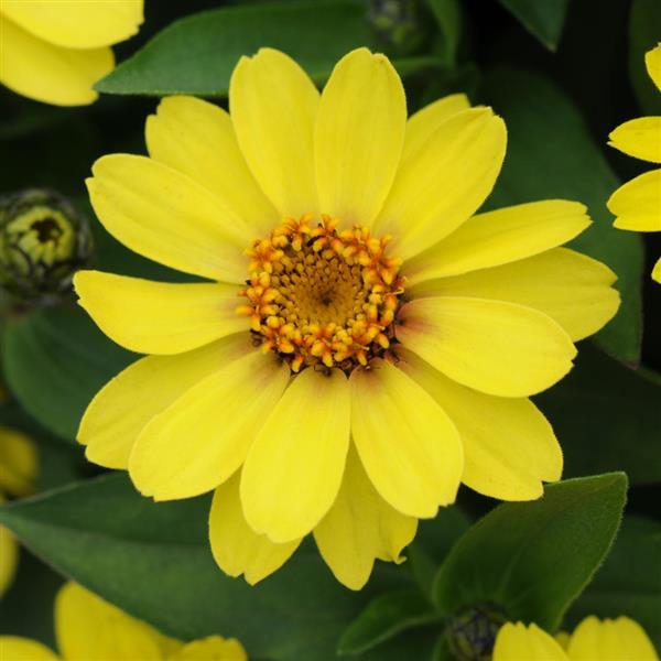 Zinnia Zahara® Yellow - Bloom