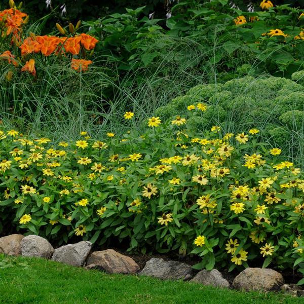 Zinnia Zahara Yellow - Commercial Landscape 1