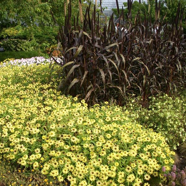 Zinnia Zahara Yellow - Commercial Landscape 2