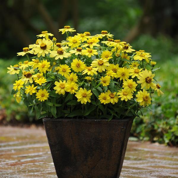 Zinnia Zahara Yellow - Container