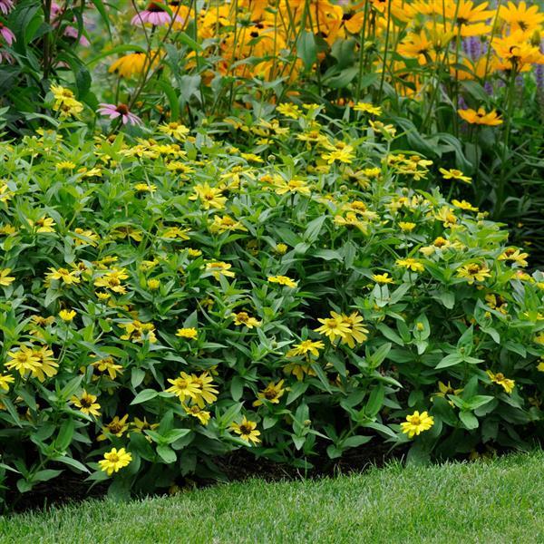 Zinnia Zahara Yellow - Landscape