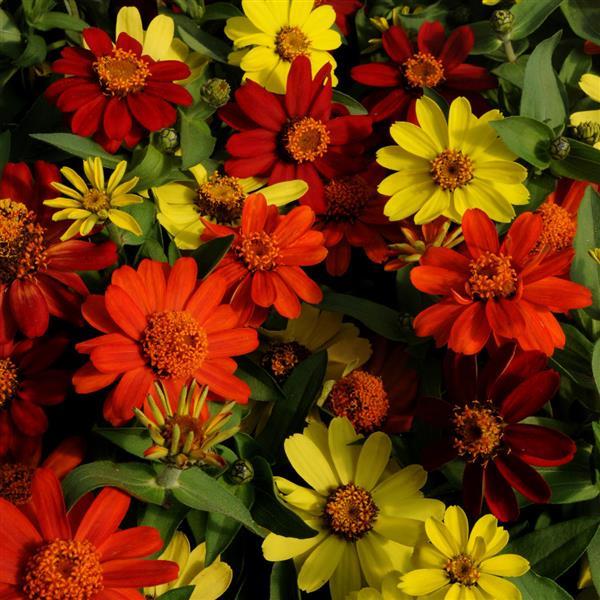 Zinnia Zahara® Bonfire Mixture - Bloom