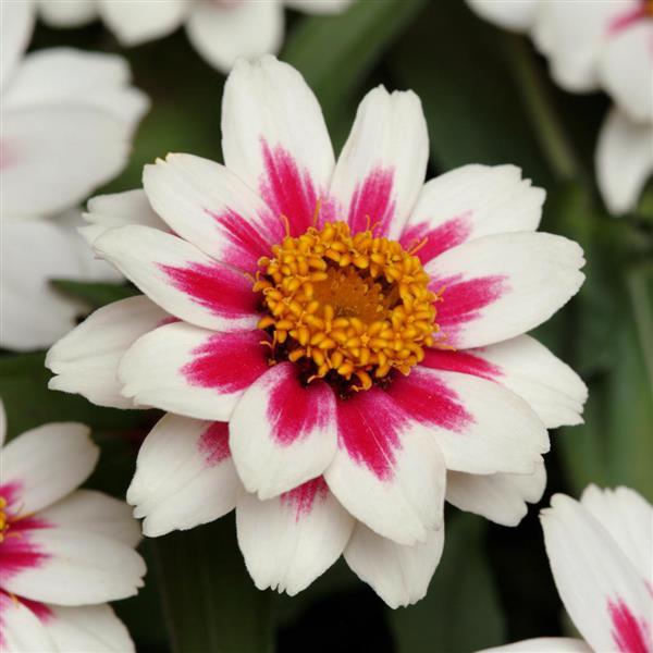 Zinnia Zahara® Starlight Rose - Bloom
