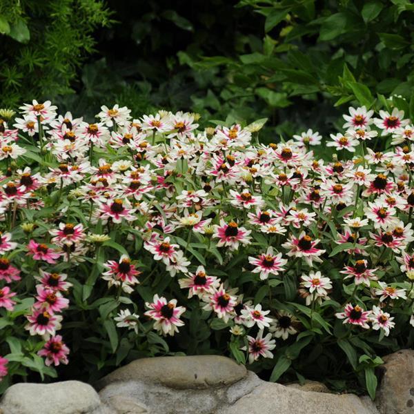 Zinnia Zahara Starlight Rose - Landscape
