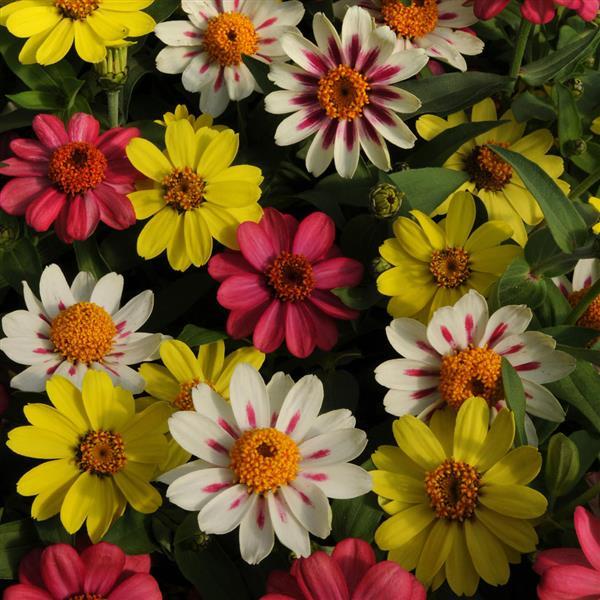 Zinnia Zahara® Raspberry Lemonade Mixture - Bloom