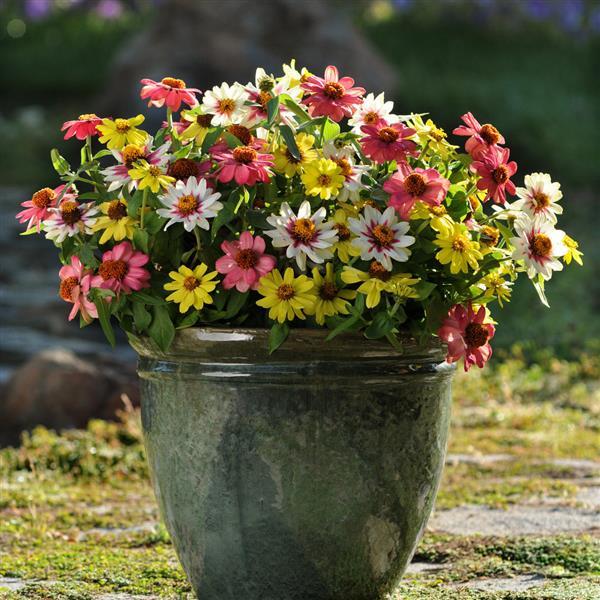 Zinnia Zahara Raspberry Lemonade Mixture - Container