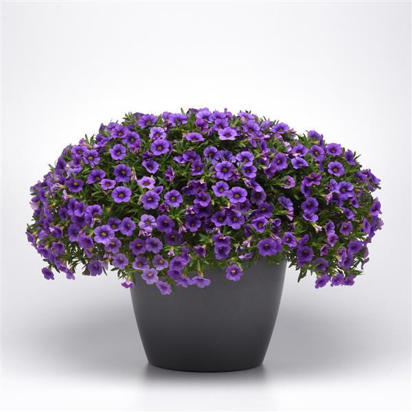 PLANT NAME Container